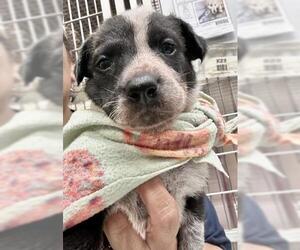 German Shepherd Dog-Unknown Mix Dogs for adoption in Visalia, CA, USA