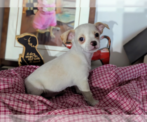 Chiweenie Dogs for adoption in Fresno, CA, USA