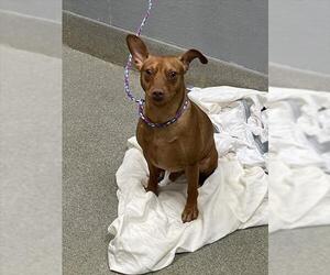 Medium Photo #1 Miniature Pinscher-Unknown Mix Puppy For Sale in Las Vegas, NV, USA