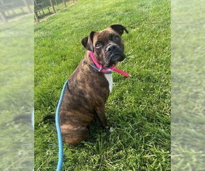 Boxer Dogs for adoption in Dumont, NJ, USA