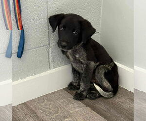 Mutt Dogs for adoption in Holly Springs, NC, USA