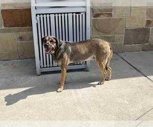 German Shepherd Dog-Unknown Mix Dogs for adoption in Grand Prairie, TX, USA