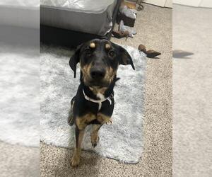 Plott Hound Dogs for adoption in San Antonio, TX, USA