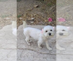 Poodle (Miniature) Dogs for adoption in San Diego, CA, USA
