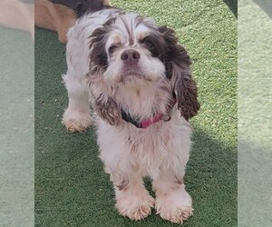 Cocker Spaniel Dogs for adoption in Carrollton, TX, USA
