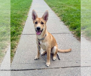 Mutt Dogs for adoption in St. Louis Park, MN, USA