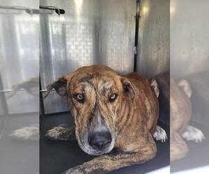 American Staffordshire Terrier-Unknown Mix Dogs for adoption in San Antonio, TX, USA