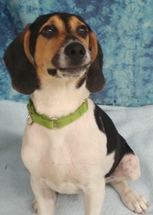 Treeing Walker Coonhound Dogs for adoption in Greenville, IL, USA