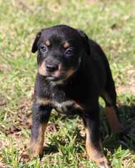 Mutt Dogs for adoption in Helotes, TX, USA
