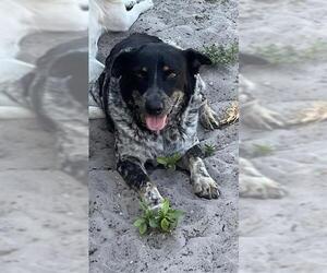 Mutt Dogs for adoption in Palmetto, FL, USA