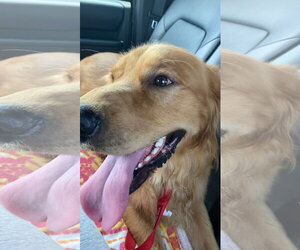 Medium Photo #1 Golden Retriever Puppy For Sale in Bonita Springs, FL, USA