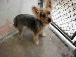 Silky Terrier Dogs for adoption in Bowling Green, OH, USA
