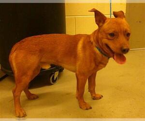 Mutt Dogs for adoption in Sanford, FL, USA