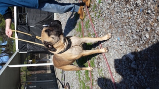 Bullmastiff Dogs for adoption in Chambersburg, PA, USA