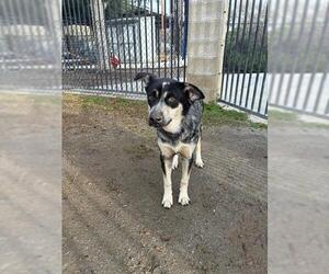 Mutt Dogs for adoption in Riverside, CA, USA