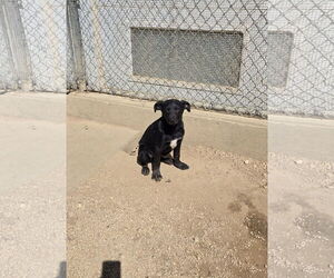 German Shorthaired Pointer-Unknown Mix Dogs for adoption in Maquoketa, IA, USA