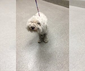 Poodle (Miniature)-Unknown Mix Dogs for adoption in Las Vegas, NV, USA