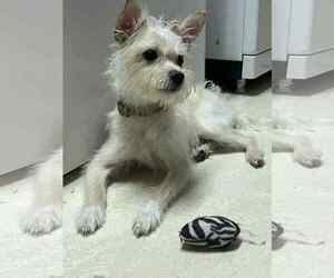 Chihuahua-Unknown Mix Dogs for adoption in Sheboygan, WI, USA