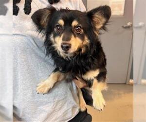 Chion Dogs for adoption in Tallahassee, FL, USA