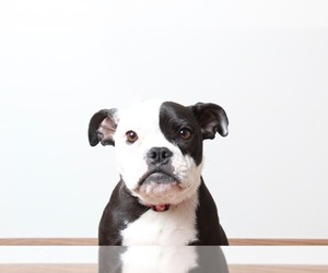 English Boston Bulldog Dogs for adoption in Eden Prairie, MN, USA
