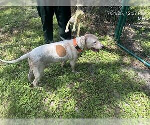 Catahoula Leopard Dog-Unknown Mix Dogs for adoption in Ocala, FL, USA