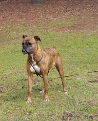 Boxer Dogs for adoption in Social Circle, GA, USA
