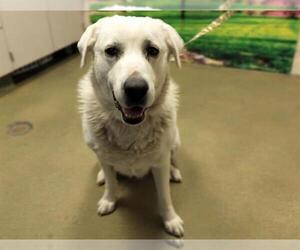 Great Pyrenees-Unknown Mix Dogs for adoption in Moreno Valley, CA, USA