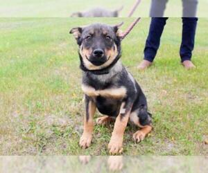 Shepweiller Dogs for adoption in Grasswood, Saskatchewan, Canada