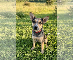 Mutt Dogs for adoption in Genesee, WI, USA