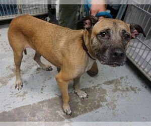 Black Mouth Cur Dogs for adoption in Ocala, FL, USA