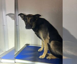 German Shepherd Dog Dogs for adoption in Stockton, CA, USA