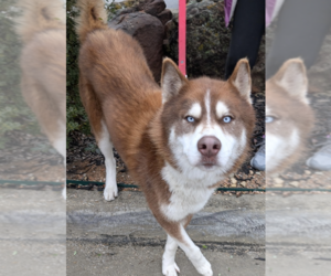 Siberian Husky Dogs for adoption in Carrollton, TX, USA
