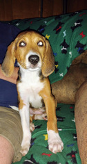 Beagle Dogs for adoption in Richmond, VA, USA