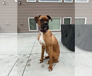 Boxer Dogs for adoption in St. Louis Park, MN, USA
