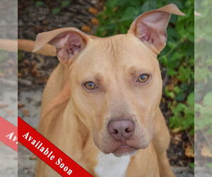 American Staffordshire Terrier-Vizsla Mix Dogs for adoption in Huntley, IL, USA