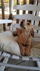 Medium Photo #1 Chiweenie Puppy For Sale in Fond du Lac, WI, USA