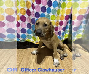 Labrador Retriever-Unknown Mix Dogs for adoption in Ball Ground, GA, USA