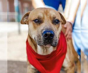 Labrador Retriever-Unknown Mix Dogs for adoption in San Antonio, TX, USA