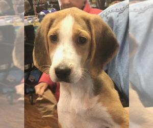 Beagi Dogs for adoption in Monkton, MD, USA