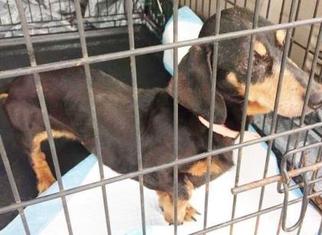 Doxie-Pin Dogs for adoption in Newport, KY, USA