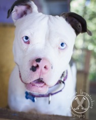 American Pit Bull Terrier Dogs for adoption in Eugene , OR, USA