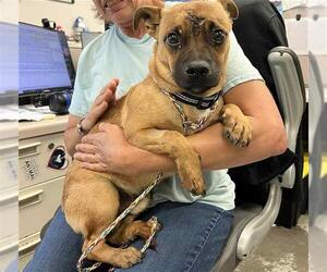 Pug-Unknown Mix Dogs for adoption in Stockton, CA, USA