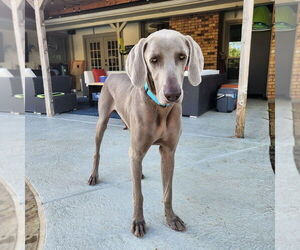 Weimaraner Dogs for adoption in Dallas, TX, USA