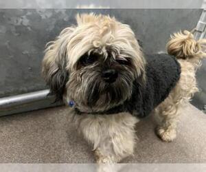 Shih Tzu Dogs for adoption in HESPERIA, CA, USA