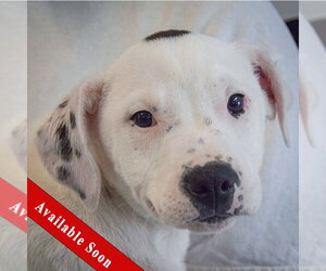 American Staffordshire Terrier-Labrador Retriever Mix Dogs for adoption in Huntley, IL, USA