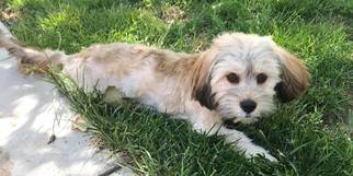 Havanese Dogs for adoption in Great Bend, KS, USA