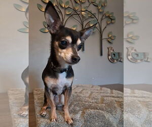 Chipin Dogs for adoption in Princeton, MN, USA