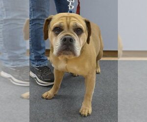 Bulldog-Unknown Mix Dogs for adoption in Batavia, NY, USA
