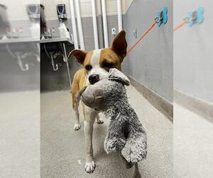 American Pit Bull Terrier-Unknown Mix Dogs for adoption in Las Vegas, NV, USA