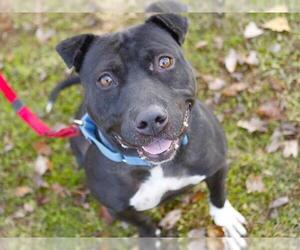 American Staffordshire Terrier-Unknown Mix Dogs for adoption in Tallahassee, FL, USA